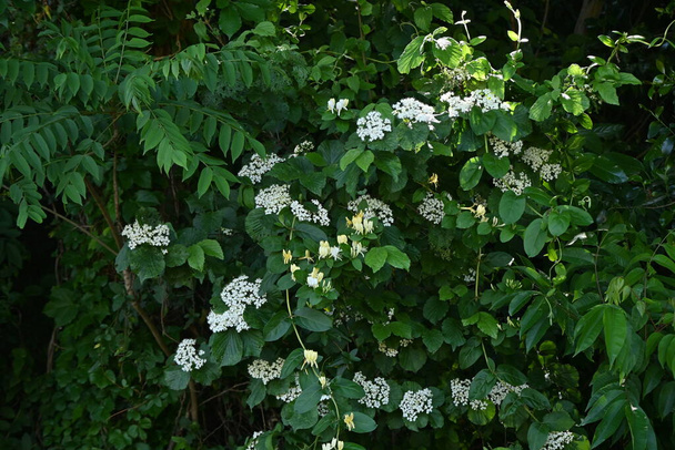 Linden viburnum (Viburnum dilatatum) blühen. Viburnaceae Laubbaum. Viele weiße Röschen blühen von Mai bis Juni an Dolden. - Foto, Bild