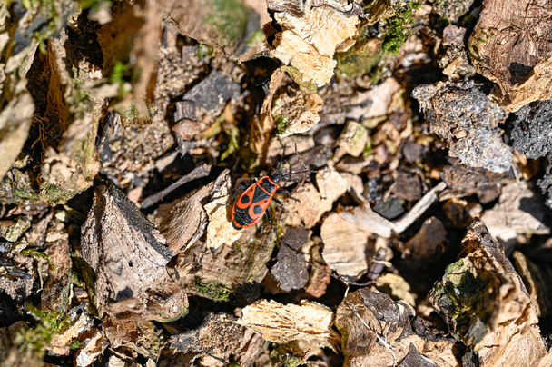 One littel firebug on dead wood in may 9 2023 Soron Orebro Sweden - Photo, Image