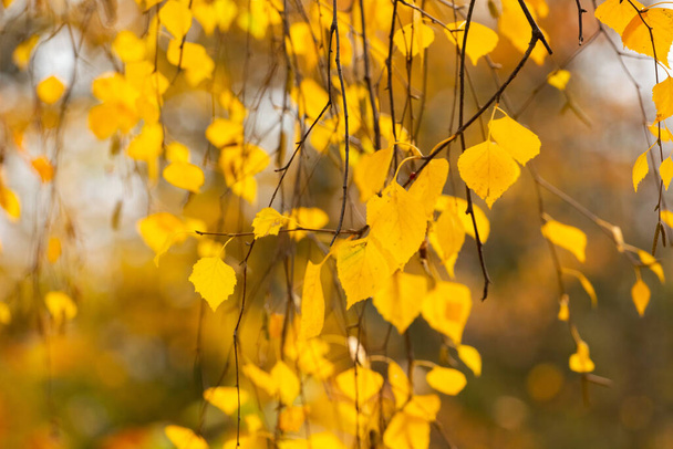 Őszi háttér sárga nyírfa levelek egy fa homályos háttér - Fotó, kép