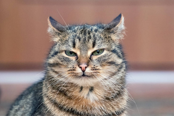 Портрет крупным планом полосатого кота с щурящимися глазами - Фото, изображение