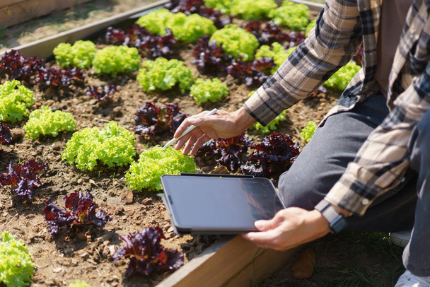 Male gardener holding tablet and caring vegetable to checking growth lettuce in home garden. - Foto, immagini