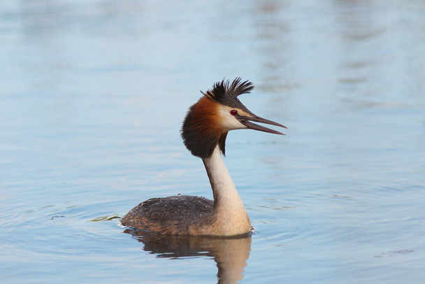 Büyük ibikli yağ gölette yüzer, doğal habitatta vahşi kuş (Podiceps kriterleri) - Fotoğraf, Görsel