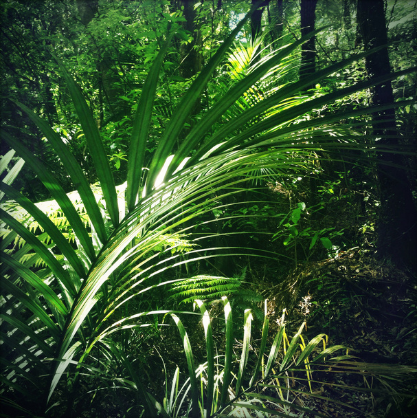 джунглі
 - Фото, зображення