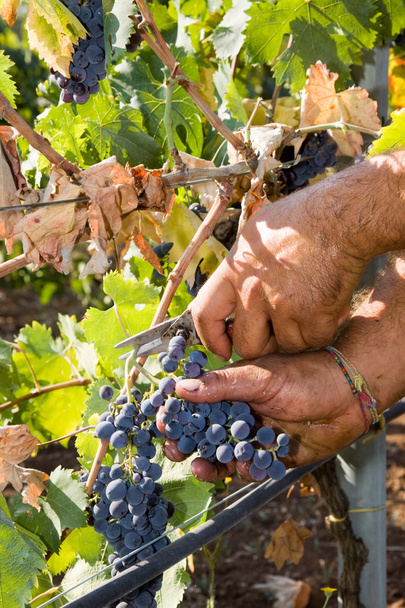 Worker cutting grapes - Fotografie, Obrázek