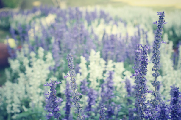 paarse salvia bloemen - Foto, afbeelding