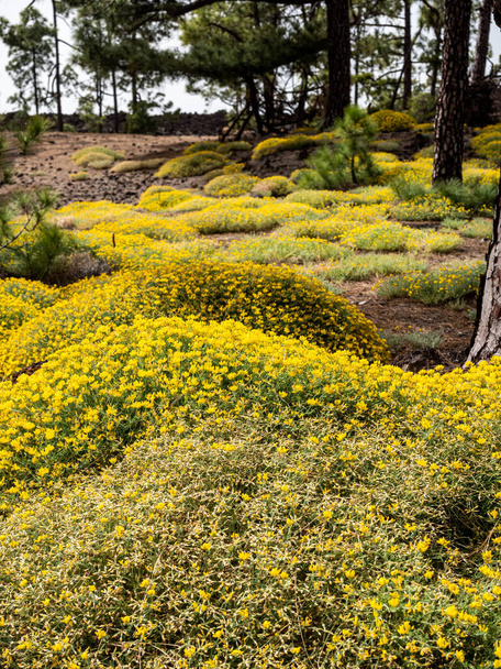 Yellow flowers lydia genista in Teide national park in Tenerife Canary islands - Photo, Image