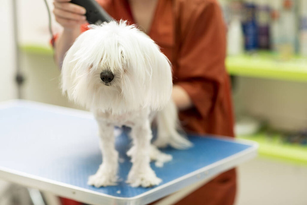 Dog gets hair cut at Pet Spa Grooming Salon. Closeup of Dog. the dog has a haircut. groomer in background. groomer concept.Trimming the white Maltese in salon - 写真・画像