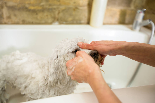 A dog taking a shower before trimming - 写真・画像