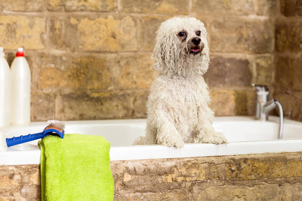 Bichon Fries in bathroom shower. Dog gets hair cut at Pet Spa Grooming Salon. Closeup of Dog. groomer concept. - 写真・画像