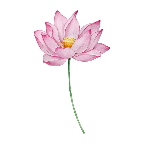 Aquarelle nénuphar, Mai mois fleur de naissance, conception pour les impressions et les cartes postales - Photo, image