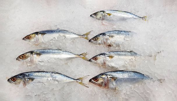Many fresh mackerel fish on ice with copy space for sale at seafood market or supermarket. Group of animal freezing to prepare food and cooking - Zdjęcie, obraz