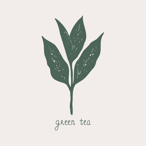 Green tea. Hand drawn tea leaf and handwritten text. Sketch style. Food, bio, drink. Nature line symbol.For template, card, logo, poster, label, print, design element. Vector art illustration. - Vector, imagen