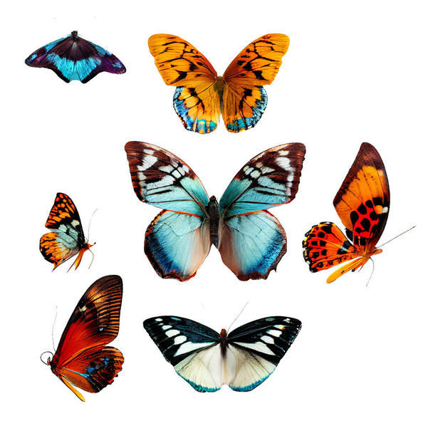 Güzel kelebekler beyaz arka plan üzerinde izole  - Fotoğraf, Görsel