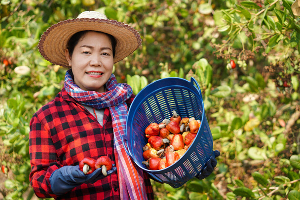 Donna asiatica giardiniere lavora al giardino anacardi, tiene cesto di frutta anacardi. Coltivazione economica in Thailandia. Frutta estiva. Pronto per essere raccolto. Concetto, contadino felice. Stile di vita agricolo.     - Foto, immagini