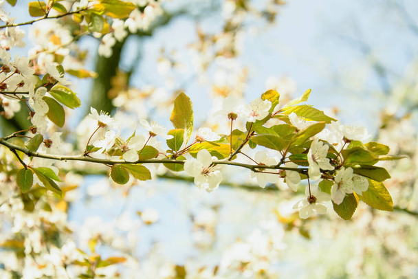 Jarní Kvetoucí strom s bílými květinami - Fotografie, Obrázek