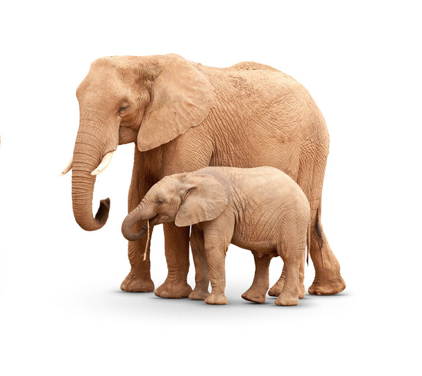 Μωρό και Μητέρα Ελέφαντα απομονωμένα στο Λευκό με μια σκιά. - Φωτογραφία, εικόνα