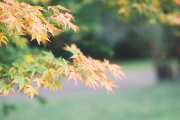 秋の紅葉の抽象的背景秋の紅葉の美しい秋の風景秋の黄色と茶色 - 写真・画像