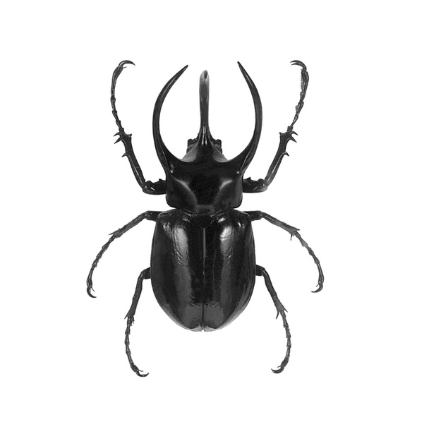 Besouro negro
 - Foto, Imagem