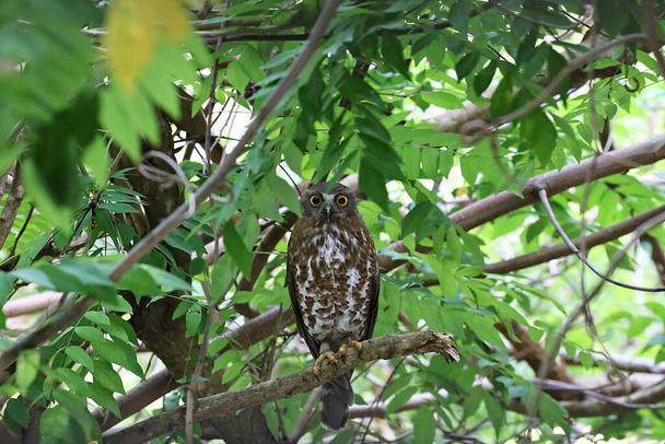Menos preocupação pássaro Brown Hawk-coruja ou Ninox scutulata na Tailândia - Foto, Imagem