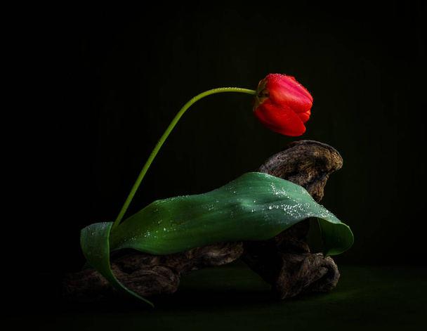 tulip in dew drops gothic floral design - Фото, изображение