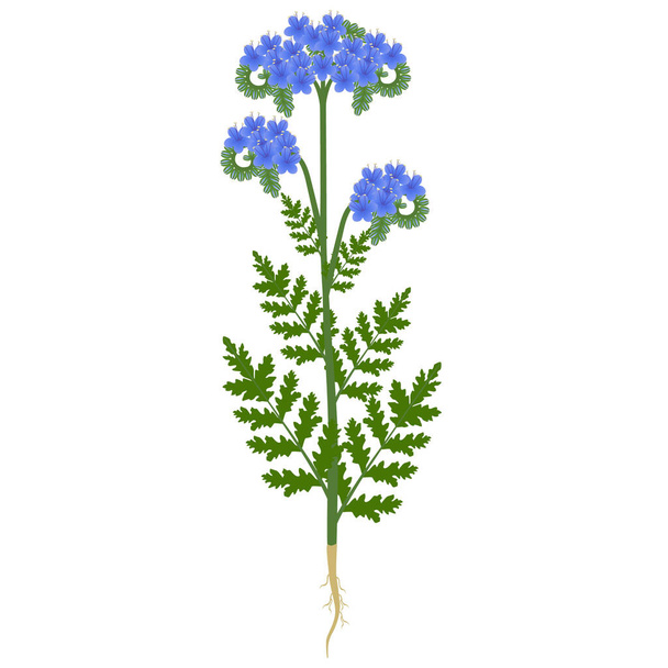 Phacelia Pflanze mit Blüten und Wurzeln auf weißem Hintergrund. - Vektor, Bild