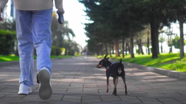 Filmato al rallentatore di una giovane donna in jeans che porta a spasso il suo adorabile cagnolino giocattolo nel parco cittadino. Si possono vedere strada, prato verde e alberi, jeans e scarpe. vista posteriore. - Filmati, video