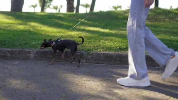 Μικρό σκυλί της φυλής Toy Terrier τρέχει στο πεζοδρόμιο στο πάρκο της πόλης με λουρί. Δηλητήριο πηγαίνει στο τζιν Γυναίκα οικοδέσποινα σε μπλε τζιν και αθλητικά παπούτσια. Περπατώντας με κατοικίδιο αντί για παιδιά. αργή κίνηση - Πλάνα, βίντεο