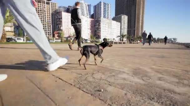 Vista de fundo de perto. Mulher caminha com seu cachorrinho Toy Terrier no parque da cidade na calçada no dia quente ensolarado. Conceito de amor entre cão e homem e liberdade das crianças. - Filmagem, Vídeo