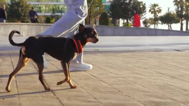 Κοντινό πλάνο του μικρού τεριέ παιχνίδι σκυλί τρέχει με λουρί στο πεζοδρόμιο στο πάρκο της πόλης την ηλιόλουστη μέρα. Σκύλος που περπατάει στο δρόμο. Αγνώριστη γυναίκα με τζιν και αθλητικά παπούτσια περπατά δίπλα της. . - Πλάνα, βίντεο