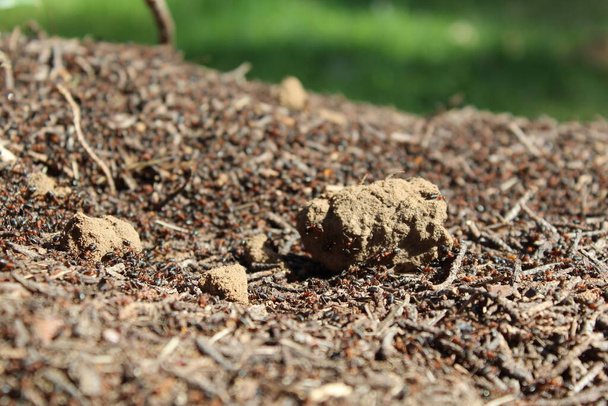 Le formiche del legno rosso costruiscono un nido (latino: Formica rufa). Colonia di formiche rosse nella foresta. Macro foto. - Foto, immagini