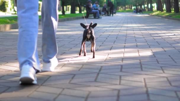 Kleine hond van Toy Terrier ras loopt op de stoep in het stadspark aan de leiband. Poison gaat in jeans Vrouwelijke gastvrouw in blauwe jeans en sneakers. Lopen met huisdier in plaats van kinderen. Langzame beweging. Achteraanzicht. - Video