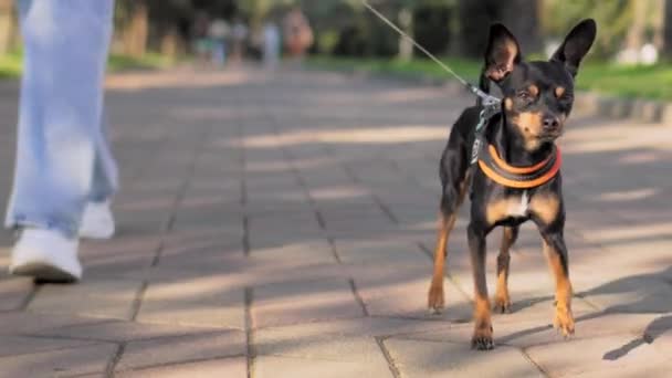 Μικρό σκυλί της φυλής Toy Terrier τρέχει στο πεζοδρόμιο στο πάρκο της πόλης με λουρί. Δηλητήριο πηγαίνει στο τζιν Γυναίκα οικοδέσποινα σε μπλε τζιν και αθλητικά παπούτσια. Περπατώντας με κατοικίδιο αντί για παιδιά. αργή κίνηση. - Πλάνα, βίντεο