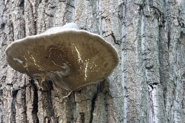 Large parasitic mushroom tinder fungus grows on trunk. True polypore causes white rot on deciduous tree. Fomes fomentarius destroys wood and cracks in bark. Inedible devil's hooves or ice man fungus. - Photo, Image