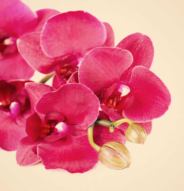 Beautiful orchid on beige background - Foto, afbeelding
