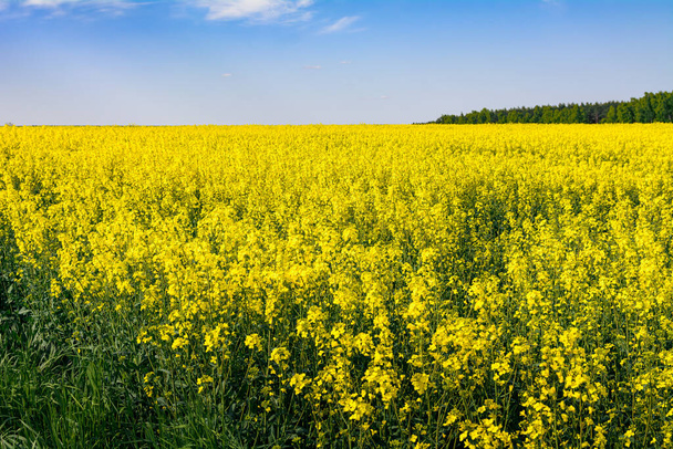 view of a blooming rape field - Photo, Image