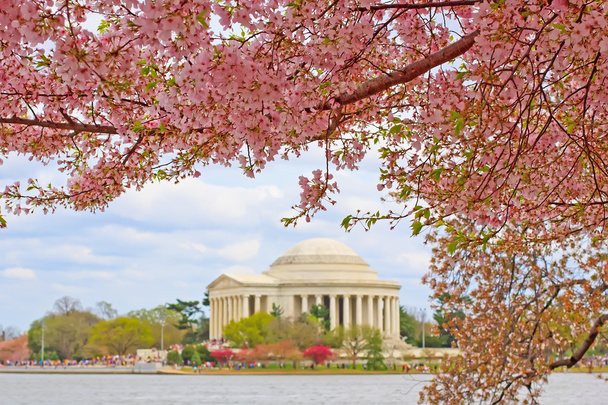 Cherry Blossoms in Washington Dc - Foto, afbeelding