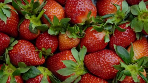 Fresh organic strawberries. Close-up strawberry bushes, harvest of red juicy strawberries on the field. - Footage, Video