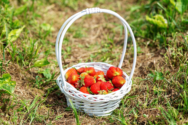 White basket. Tasty berries. Pick-Your-Own farm. Strawberry plantation on sunny day. Organic product. Self-picking farm. Harvesting concept. - Photo, Image
