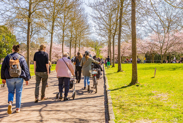 People visiting the cherry tree spring blossom at Bispegjerg cemetery in Copenhagen, Denmark - Photo, image