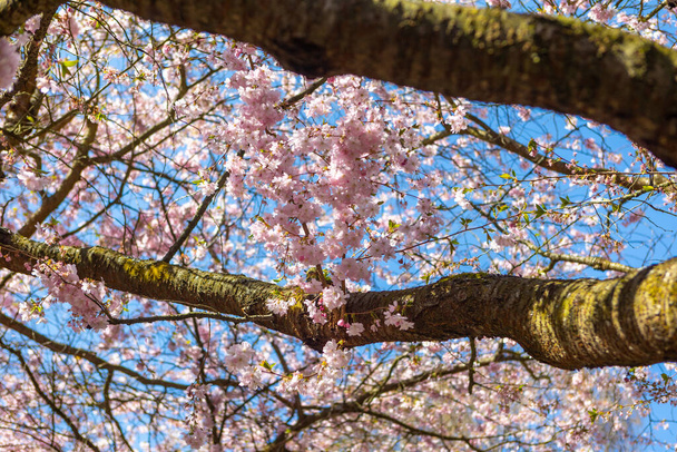 Cherry tree spring blossom at Bispegjerg cemetery in Copenhagen, Denmark - Foto, afbeelding