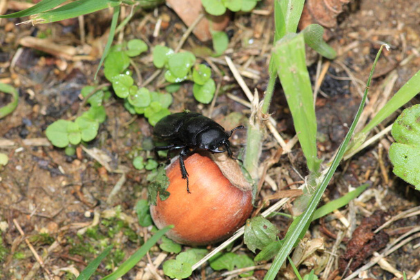 Macro scarabeo cervo minore foto - Foto, immagini