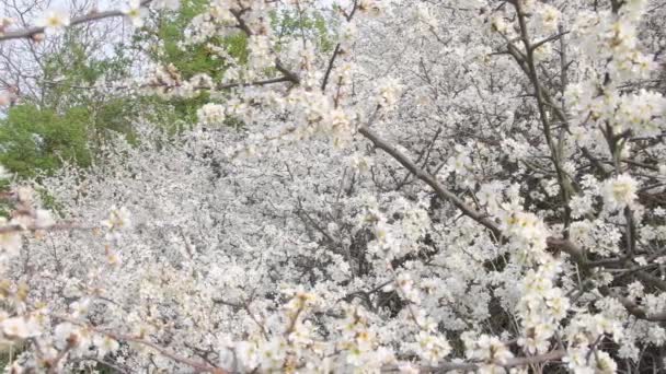 Un arbusto lleno de flores blancas florecientes. Naturaleza primaveral llena de árboles florecientes - Imágenes, Vídeo