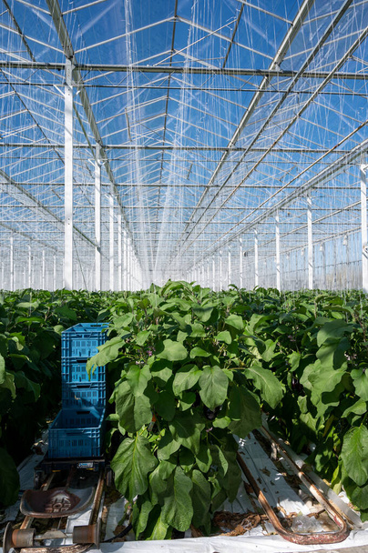 Нідерландська органічна оранжерейна ферма з рядами баклажанини з стиглими фіолетовими овочами і фіолетовими квітками, сільське господарство в Нідерландах. - Фото, зображення