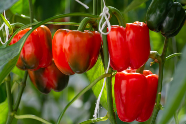 Великий стиглий солодкий дзвіночок, червоні паприки, що ростуть у скляній оранжереї, біо - фермі в Нідерландах. - Фото, зображення