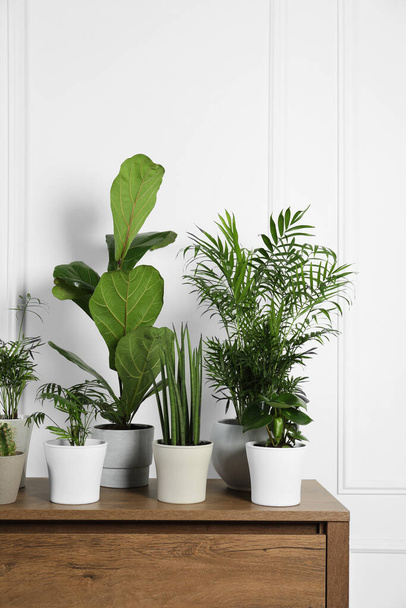 Many different houseplants in pots on wooden table near white wall - Foto, imagen
