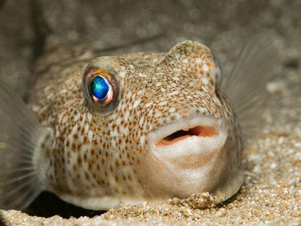 Baby puffer fish from Cyprus - Photo, Image