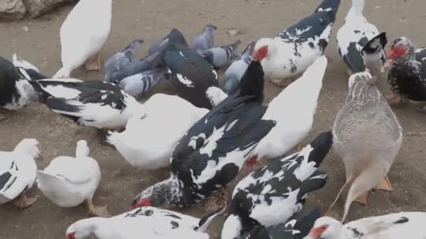 A flock of domestic pigeons on a winter day in the snow feed in the yard. Flying pigeons in the foreground. A hobby of lovers of pigeons - Footage, Video