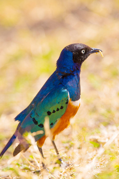 Hermoso y colorido pájaro estornino magnífico. Disparo en el cráter Ngorongoro Tanzania, África
. - Foto, imagen