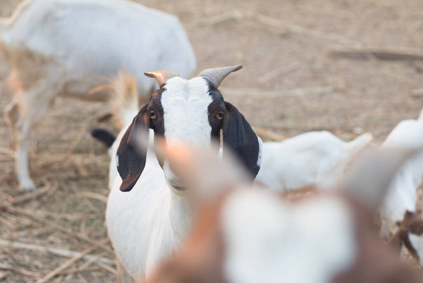 kecskék tenyésztése élelmiszernek a vidéki területeken. Tedd boldoggá a kecskét. - Fotó, kép