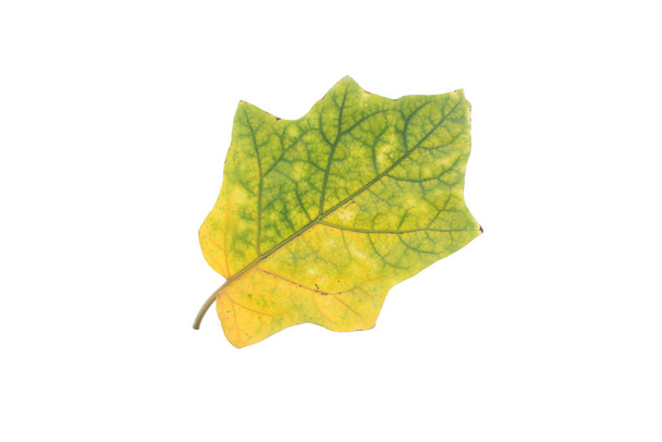 κίτρινα φύλλα που απομονώνονται σε λευκό φόντο - Φωτογραφία, εικόνα